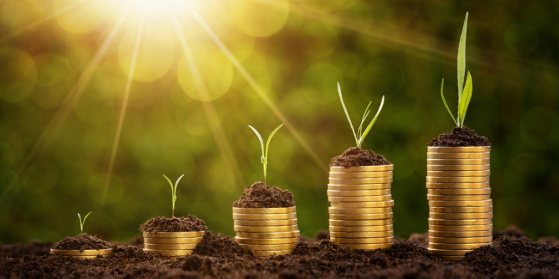 gold coins and plants in the sunshine