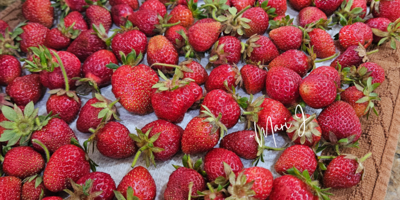 Strawberries fresh picked