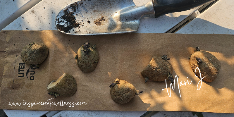 cut organic potatoes with eyes ready for planting in the garden