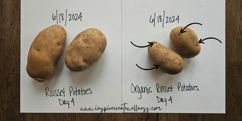 Two russet potatoes and 2 organic russet potatoes on the counter for 4 days