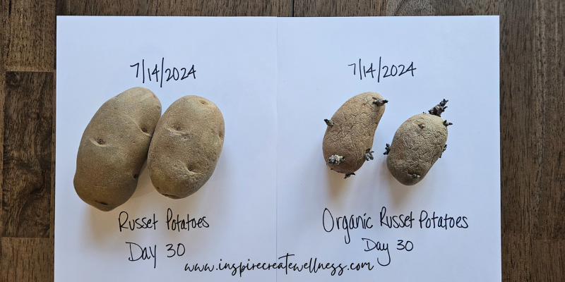 Results of organic potato and conventional potato on the counter after 30 days. Conventional potato sprouts.