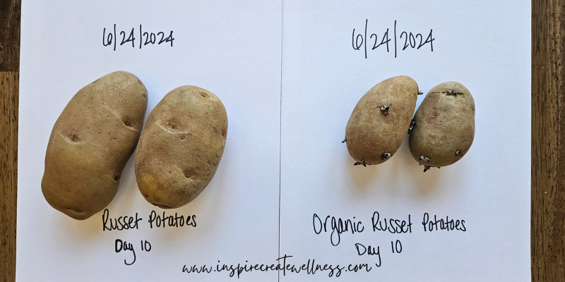 Russet potatoes and organic russet potatoes at 10 days on the counter