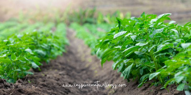 Potato plants in rows with tall soil