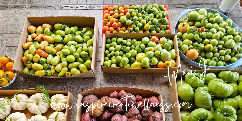 Tomatoes picked for Creamy Roasted Tomato Soup Recipe